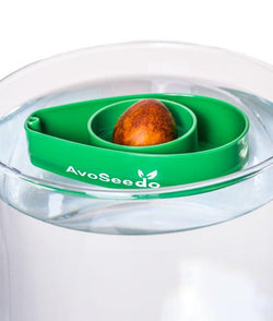 Avocado Tree Starter Kit (3-Pack)